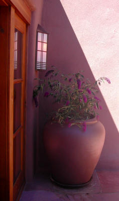 Containerized butterfly bush (c)2007 www.santafesunsilk.com