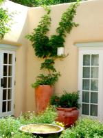 Container_vine_copy_200.jpg