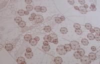 Design_Detail_200.jpg