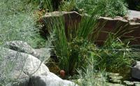 I-5-Wetland_in_the_desert_200.jpg