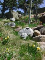 Imported_boulders_200.jpg
