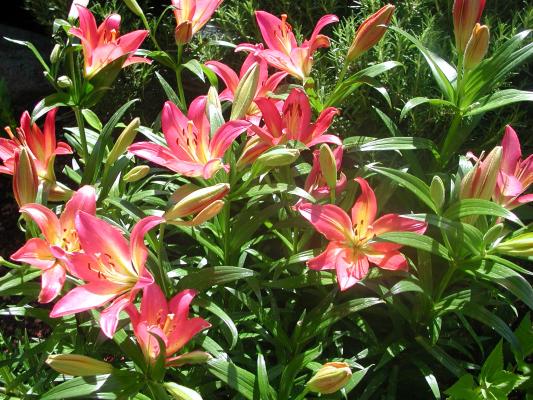 Liliies (c)2007 www.santafesunsilk.com