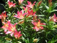Lilies_on_Allendale_200.jpg