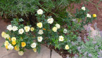 Patio_Rose_200.jpg
