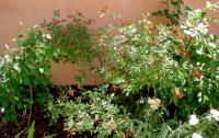 Rosa_Glauca_200.jpg
