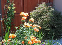 Tranquil_corner_200.jpg