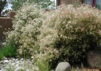 Xeric_plants_200.jpg